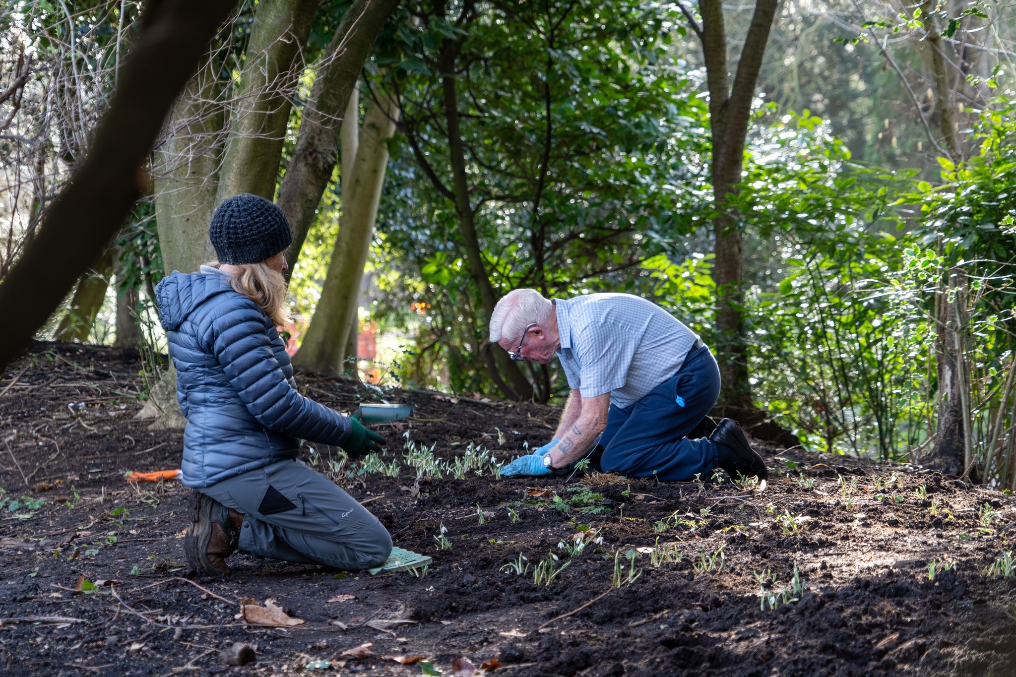 Planting in Ranelagh Gardens at the Royal Hospital Chelsea