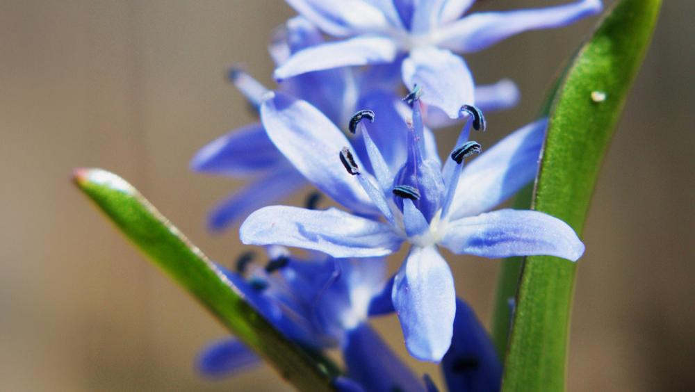 Close-up of delicate blue spring flowers in bloom with green leaves against a softly blurred background.