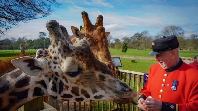 A Chelsea Pensioner in scarlet uniform stands feeding two giraffes in an outdoor wildlife park